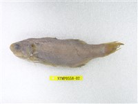 藏品(六絲馬鮁魚)的圖片